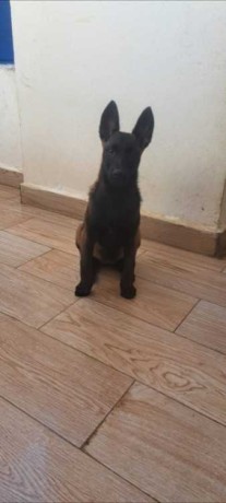 malinois-charbonne-big-0