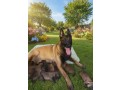 vente-de-chien-malinois-small-0