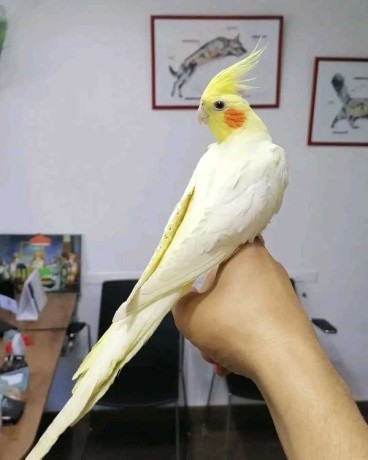 calopsitte-bien-dresse-big-0