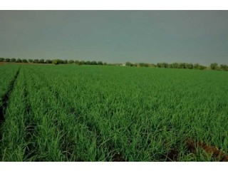 🏞️ Terrain Agricole à Vendre – Azilal proche de B