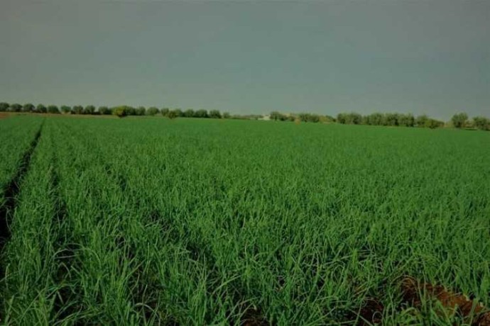 terrain-agricole-a-vendre-azilal-proche-de-b-big-0