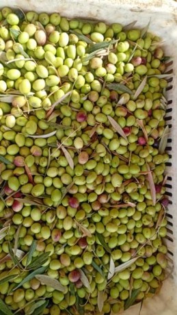 promotion-huile-dolive-ev-2023-2024-big-0