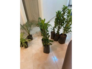 Plantes – Décoration – Bien être