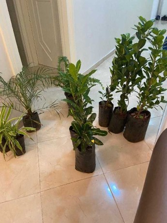 plantes-decoration-bien-etre-big-0