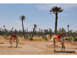 Terrain 2000m Sur Boulevard A Palmeraie