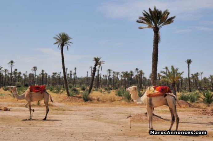 terrain-2000m-sur-boulevard-a-palmeraie-big-0