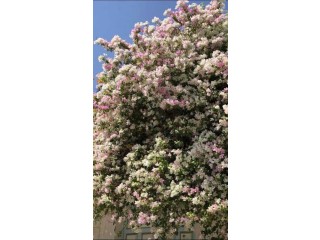 Je cherche un homme honnête