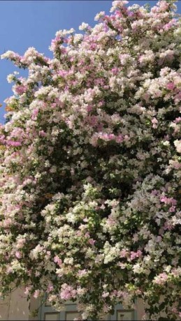 je-cherche-un-homme-honnete-big-0