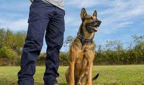 dresseur-de-chien-a-domicile-big-0