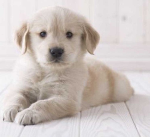 golden-retreiver-big-0