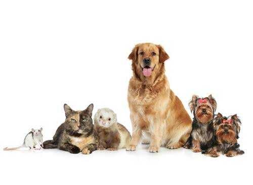 ventes-danimaux-big-0