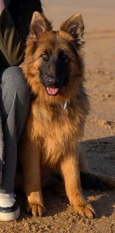 berger-allemand-femelle-pedigree-lignee-champion-big-0