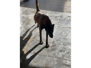 2 malinois et berger