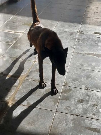 2-malinois-et-berger-big-0