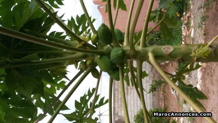 vente-terrain-avec-maison-big-0