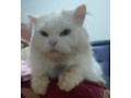 chat-persan-small-0