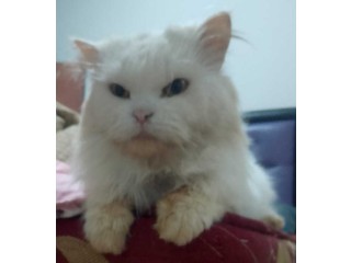 Chat persan
