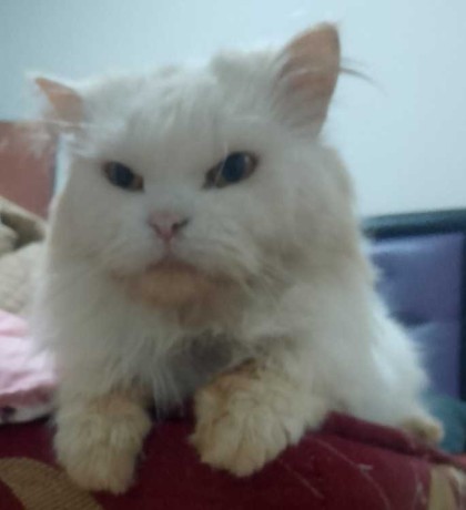 chat-persan-big-0