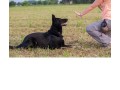 dressage-de-chien-a-domicile-small-0