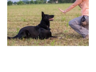 Dressage de chien a domicile