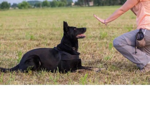 dressage-de-chien-a-domicile-big-0