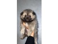 spitz-allemand-small-0
