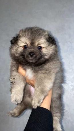 spitz-allemand-big-0