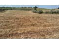 ferme-2h-region-tiflet-khemisset-small-0