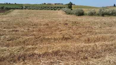 ferme-2h-region-tiflet-khemisset-big-0