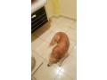 labrador-rottweiler-small-0
