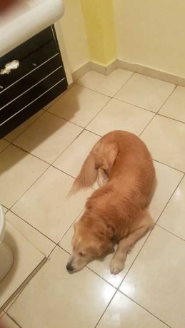 labrador-rottweiler-big-0