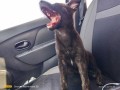 chiots-hollandais-small-0