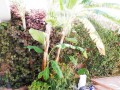 villa-a-louer-a-hay-riad-rabat-small-0