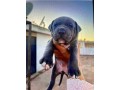 chiots-bully-staff-small-0