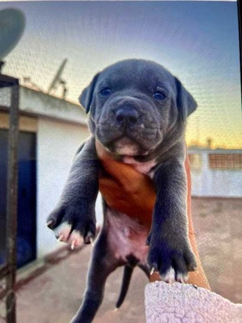 chiots-bully-staff-big-0