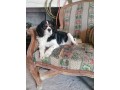 cavalier-king-charles-male-pure-race-small-0
