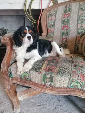cavalier-king-charles-male-pure-race-big-0