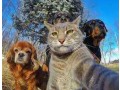 pension-pour-vos-animaux-a-partir-de-70dhs-agadir-small-0