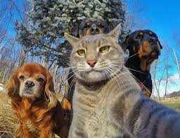 pension-pour-vos-animaux-a-partir-de-70dhs-agadir-big-0