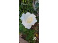maakol-orfyk-small-0