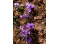 zaafran-asly-100-hr-ofakhr-mn-taloyn-almghrb-small-0