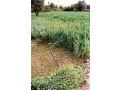 ferme-de-7-hectares-a-vendre-a-el-jadida-small-0