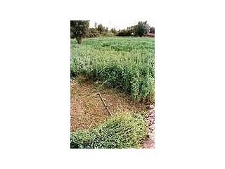 FERME   DE 7 HECTARES à vendre à EL JADIDA
