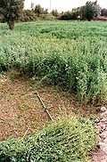 ferme-de-7-hectares-a-vendre-a-el-jadida-big-0
