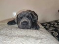 chien-a-vendre-small-0