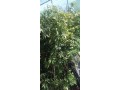 vente-tout-les-plante-byaa-gmyaa-anoaaa-alaghras-small-0