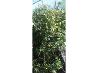 Vente tout les plante   بيع جميع انواع الاغراس