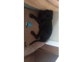 femelle-cane-corso-noir-5mois-vaccine-small-0
