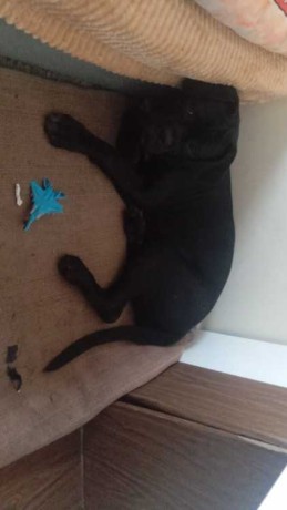 femelle-cane-corso-noir-5mois-vaccine-big-0