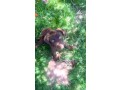 chien-labrador-small-0